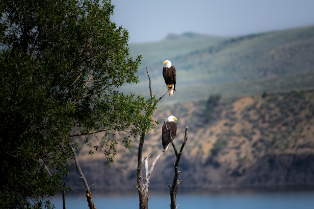 les aigles